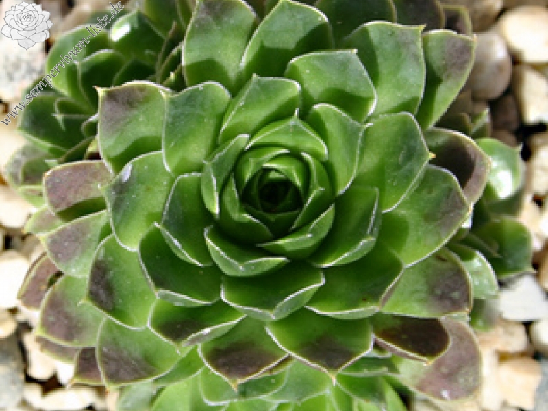 Hyacinth / Jovi