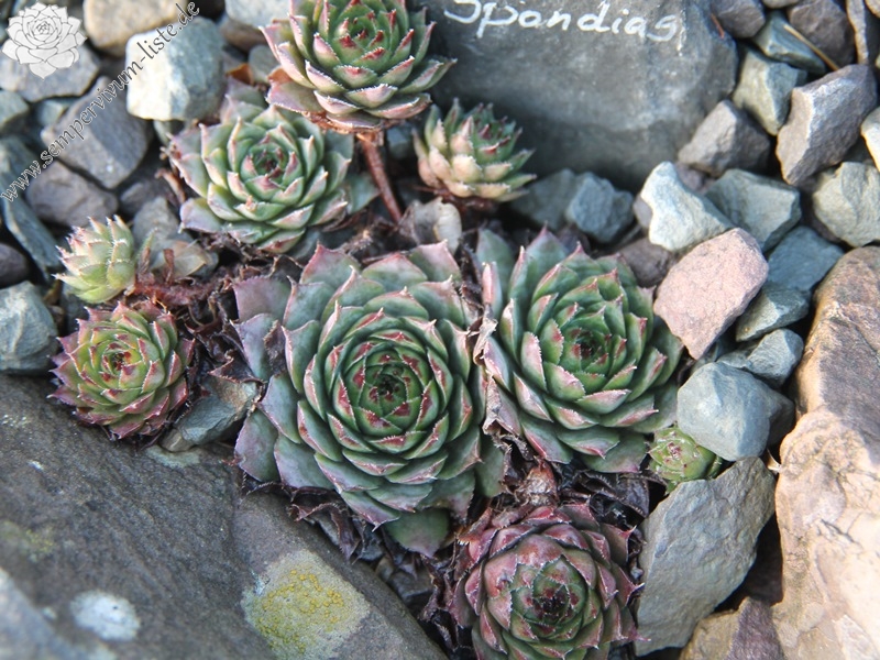 Spondias