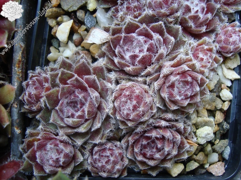 Raspberry Ice