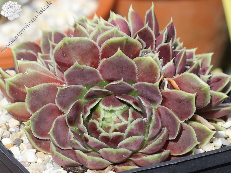 Gloriole / Jovi