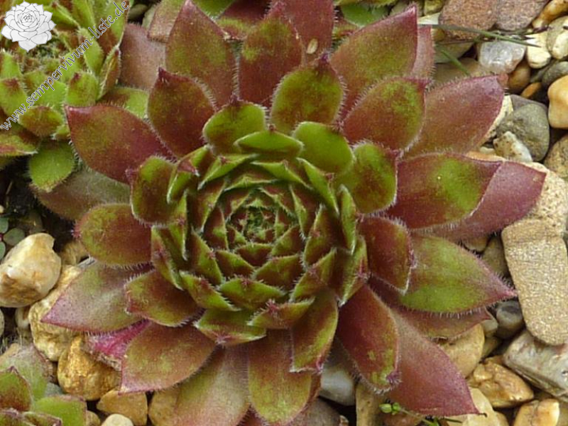 Saidja