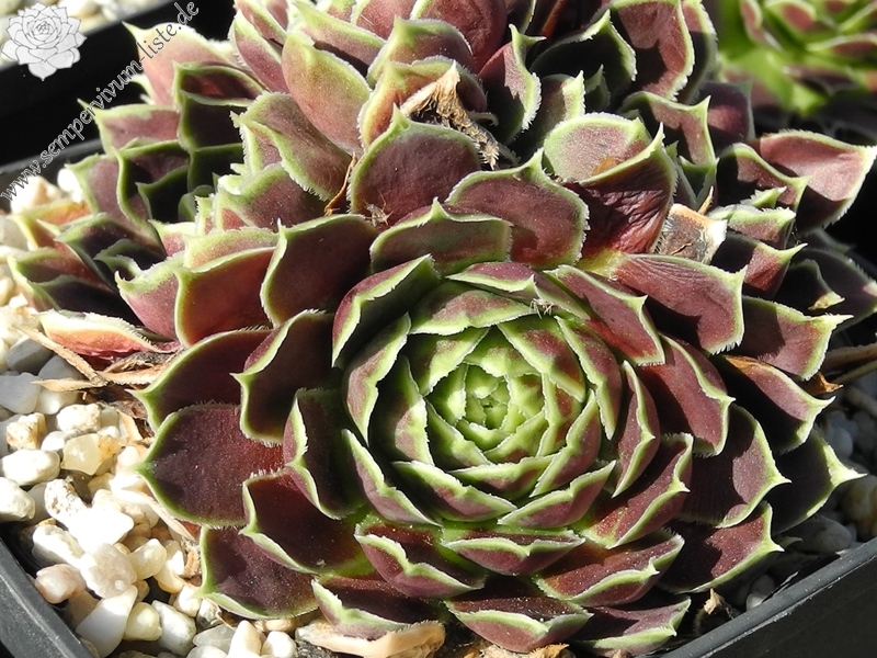 Gloriole / Jovi