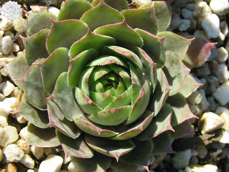 Säntis