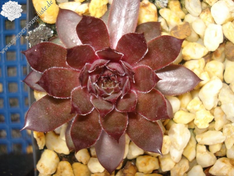 Panchita