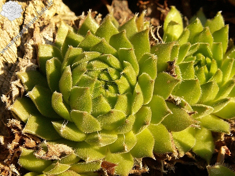 Painted Lady