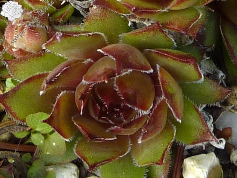 Panchita