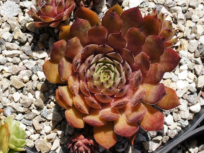 Panchita