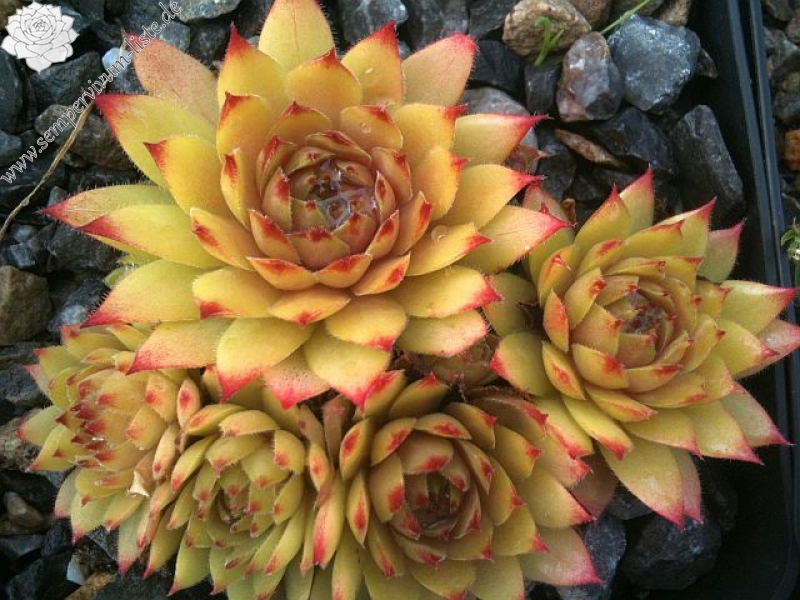 Saharasonne
