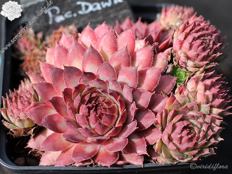 Pacific Dawn