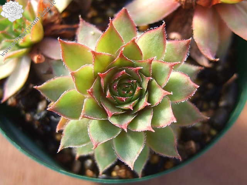 Pacific Dawn