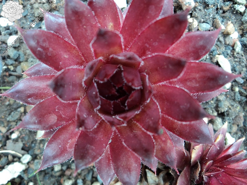 Pacific Dawn