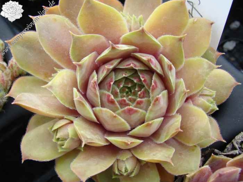 Ernest Hepworth No. 1