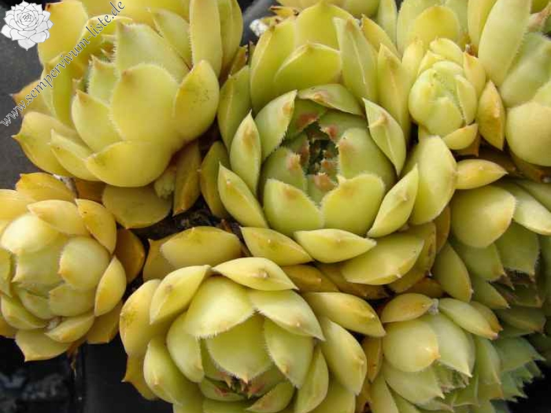 Ernest Hepworth No. 1