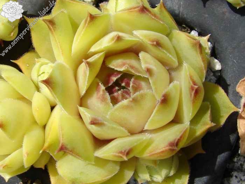 Ernest Hepworth No. 1