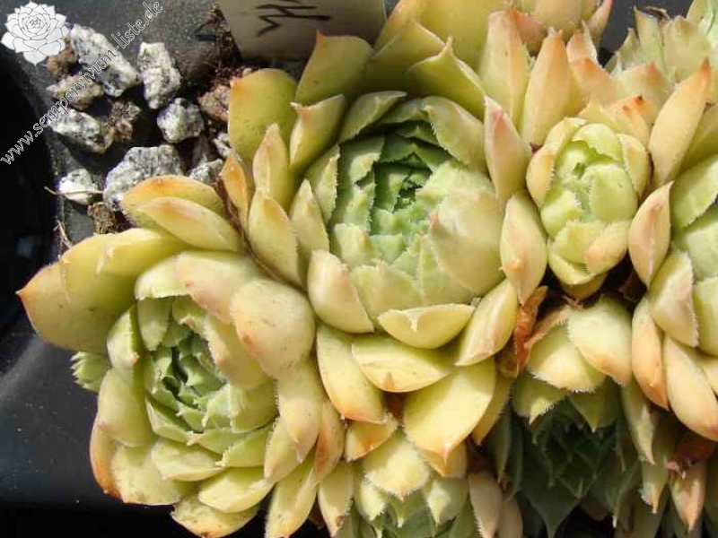 Ernest Hepworth No. 1