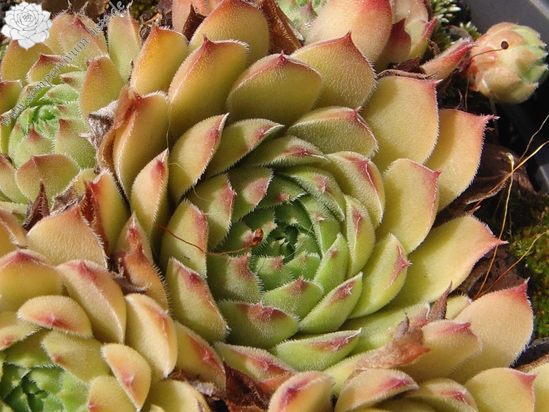 Ernest Hepworth No. 3