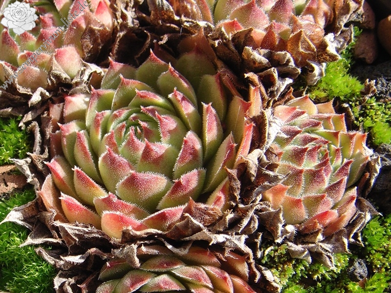 Ernest Hepworth No. 3