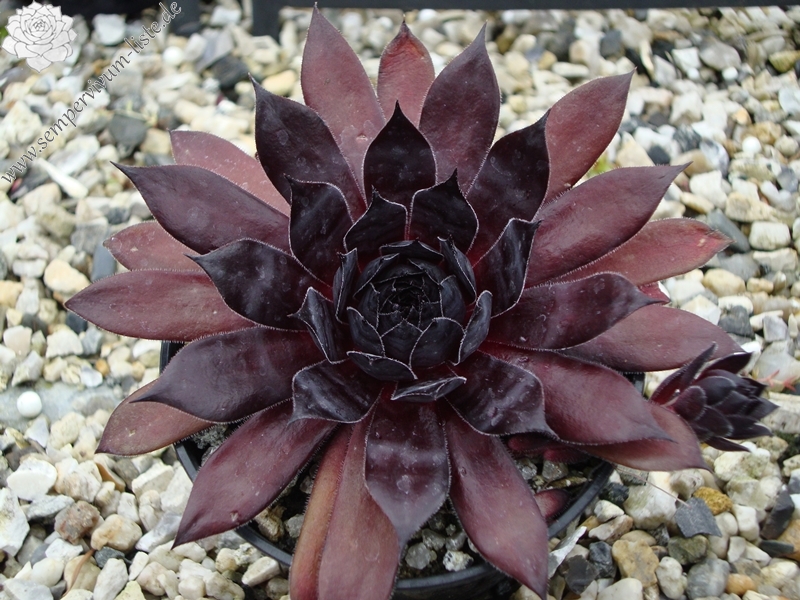 Etude in Black