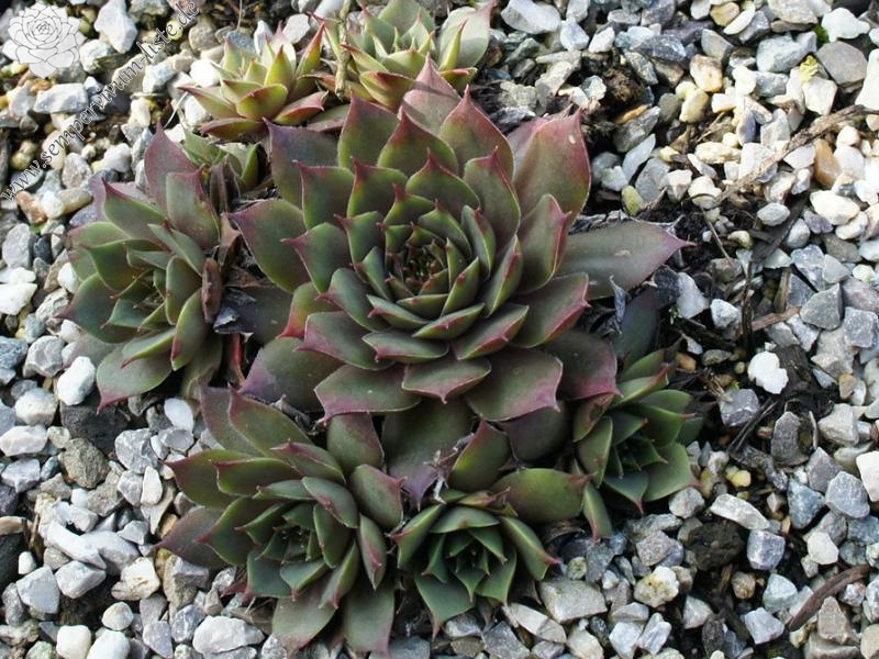 Eugenia