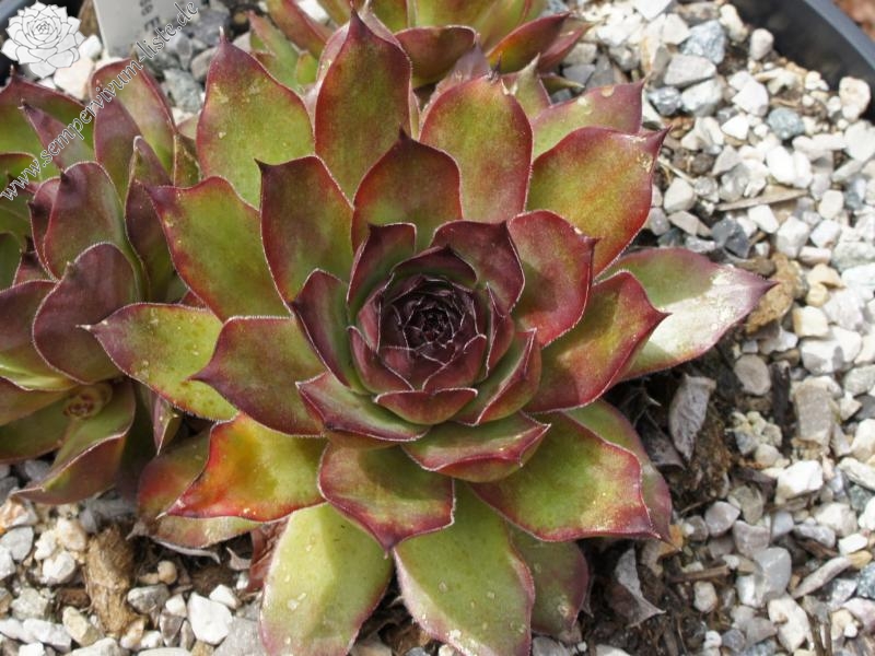 Eugen's Edle Rose