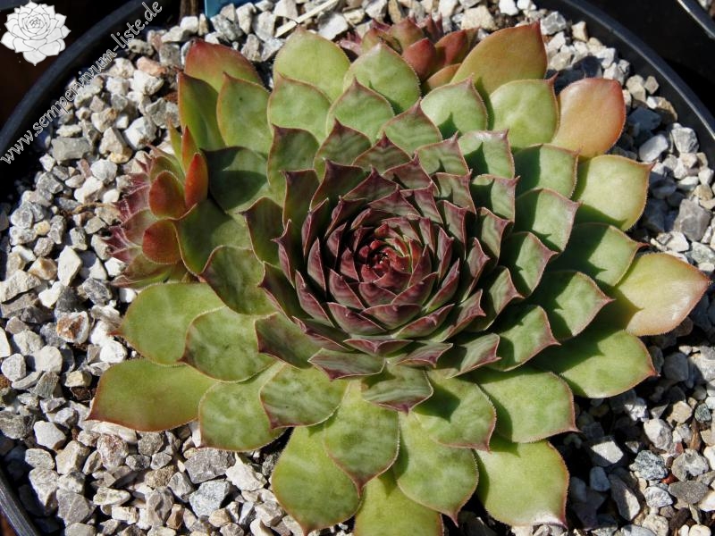 Eugen's Edle Rose