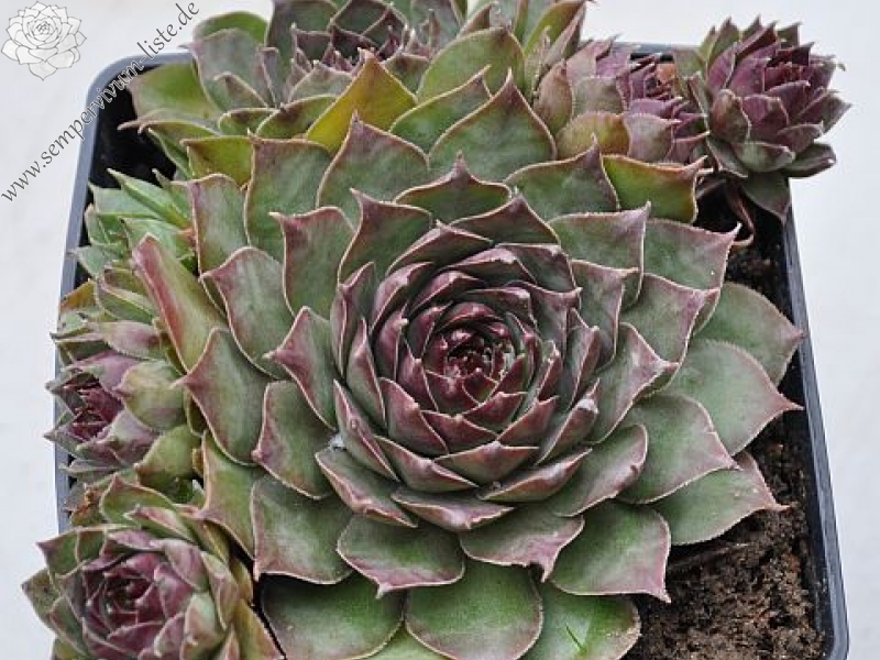 Eugen's Edle Rose