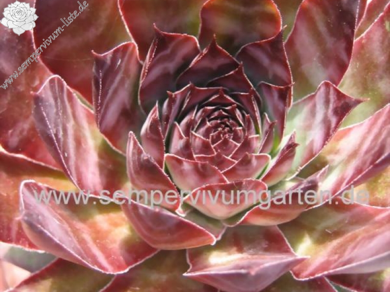 Eugen's Edle Rose