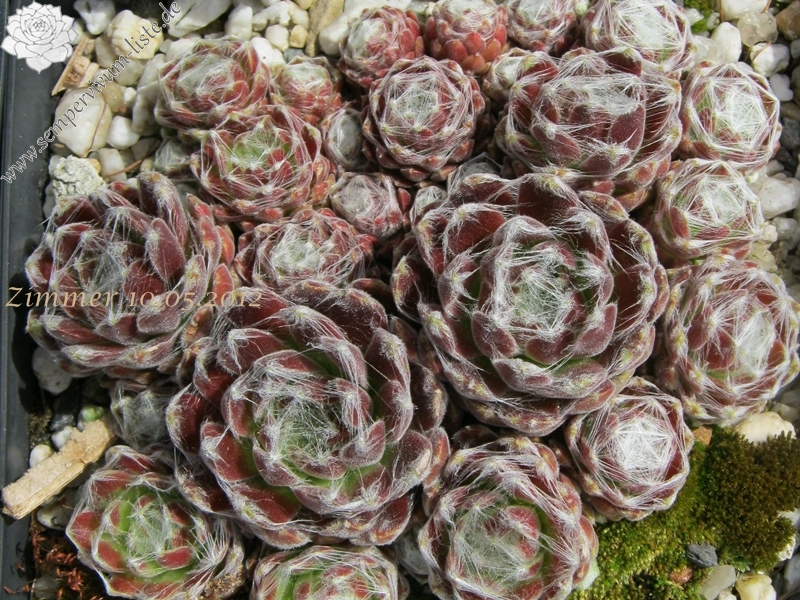 Euphemia