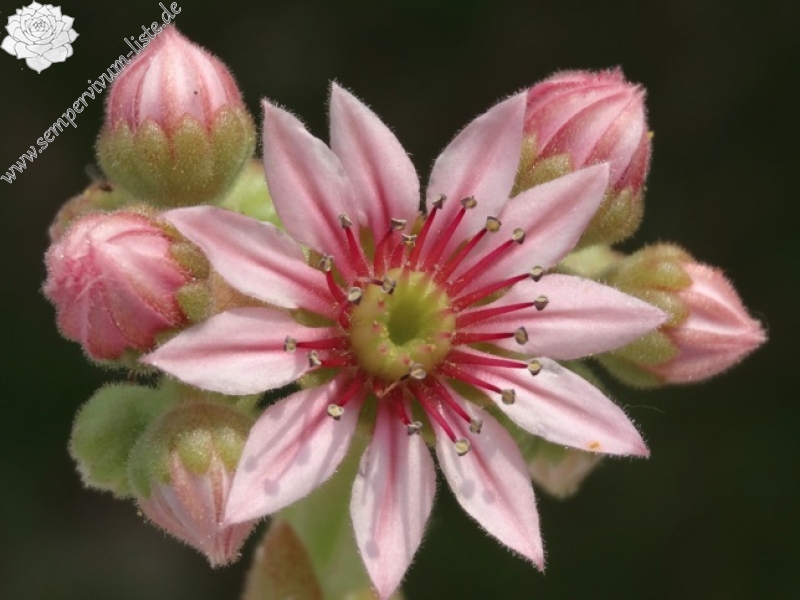 Euphemia