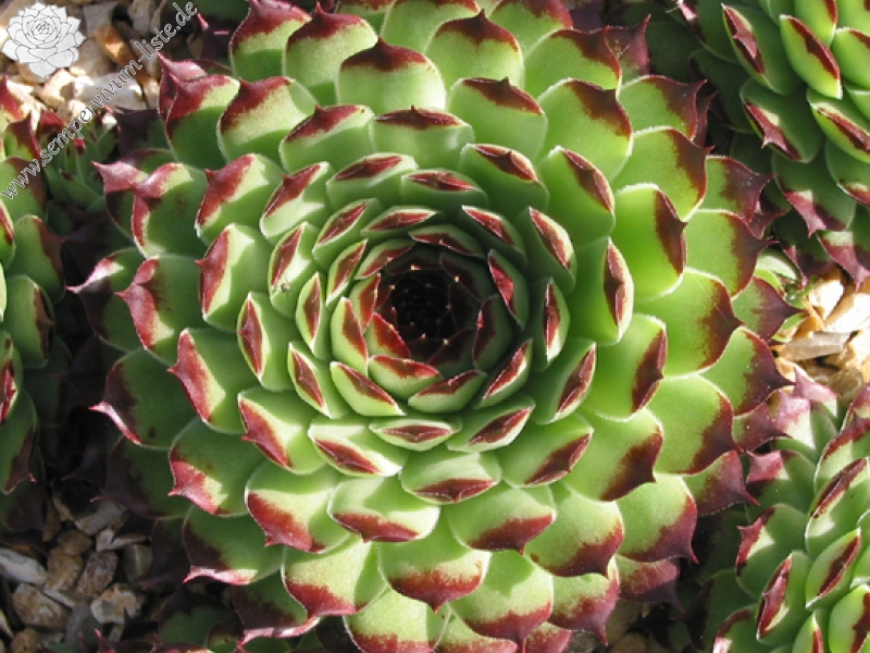 Extra