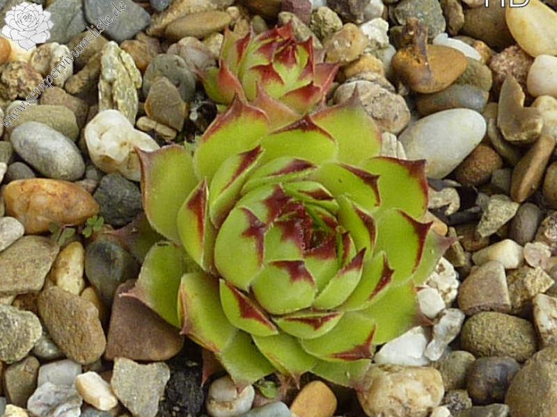 Palatina
