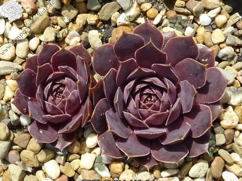 Trophim / Jovi