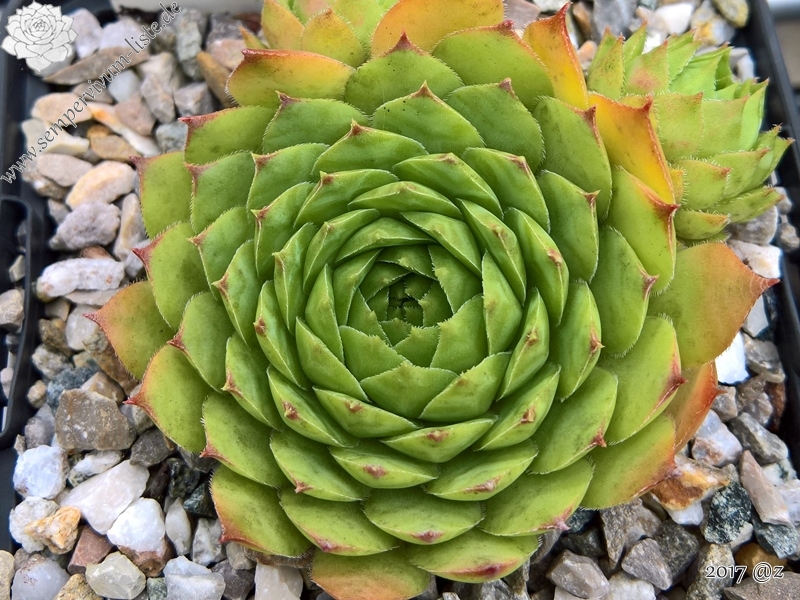 Palatina