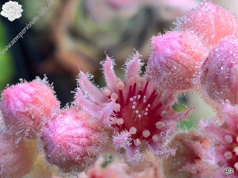 Palatina