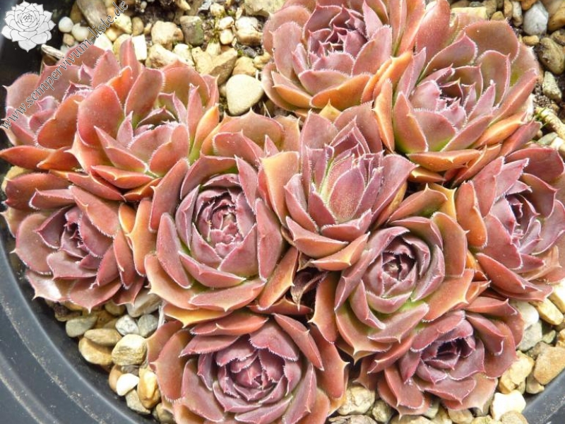 Globosa / Jovi