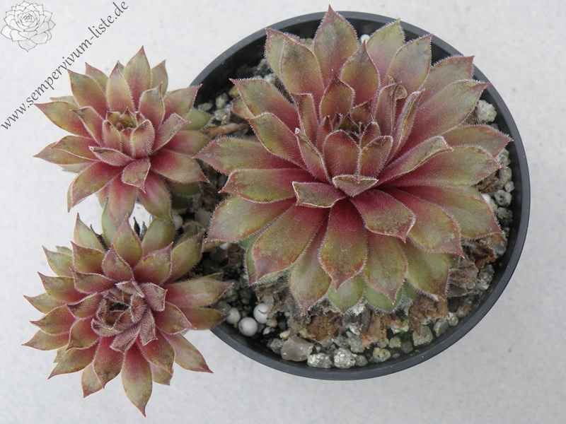 To the Point