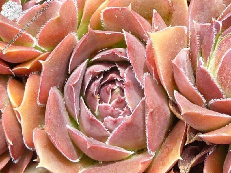 Globosa / Jovi