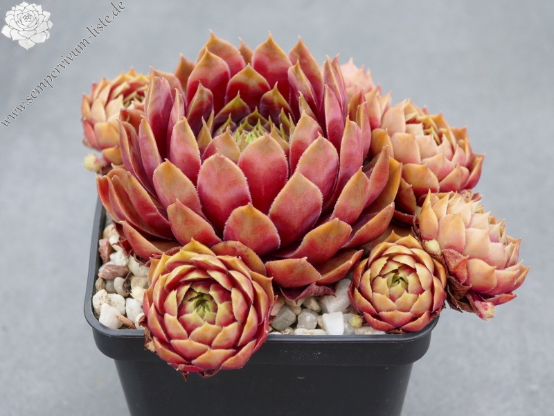 Gheete