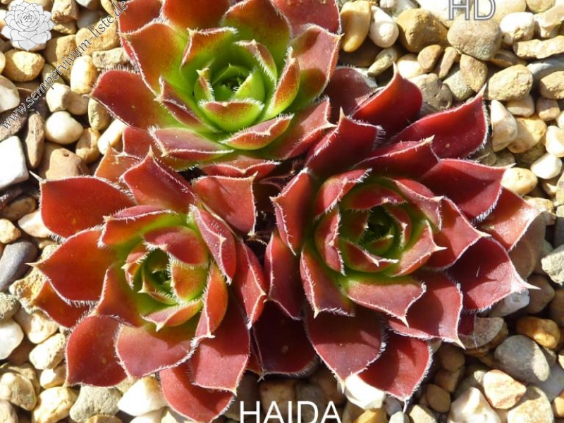 Haida / Jovi