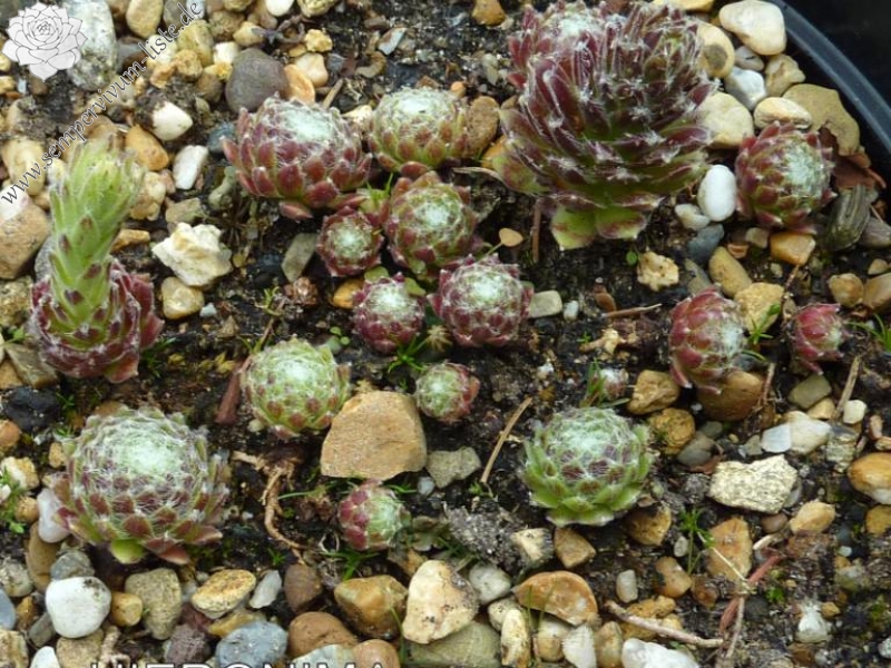 Hieronima