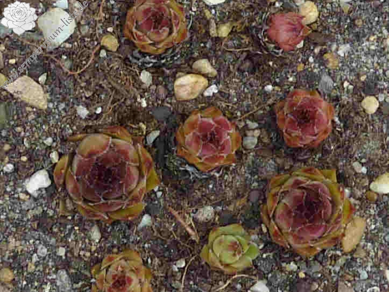 Hylkia