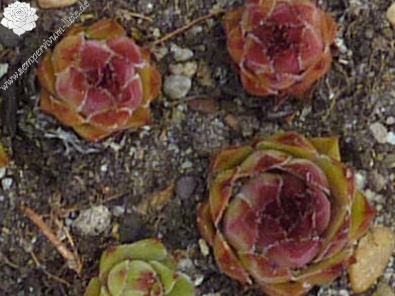 Hylkia