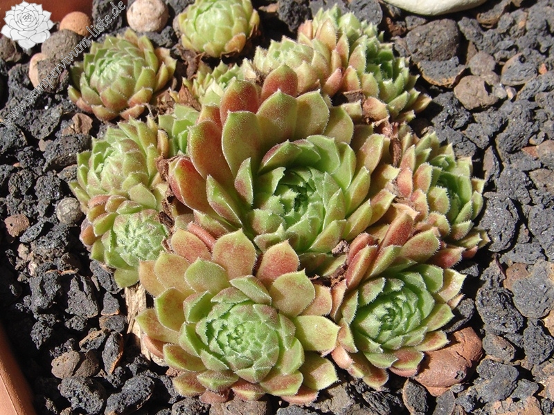 Tambora