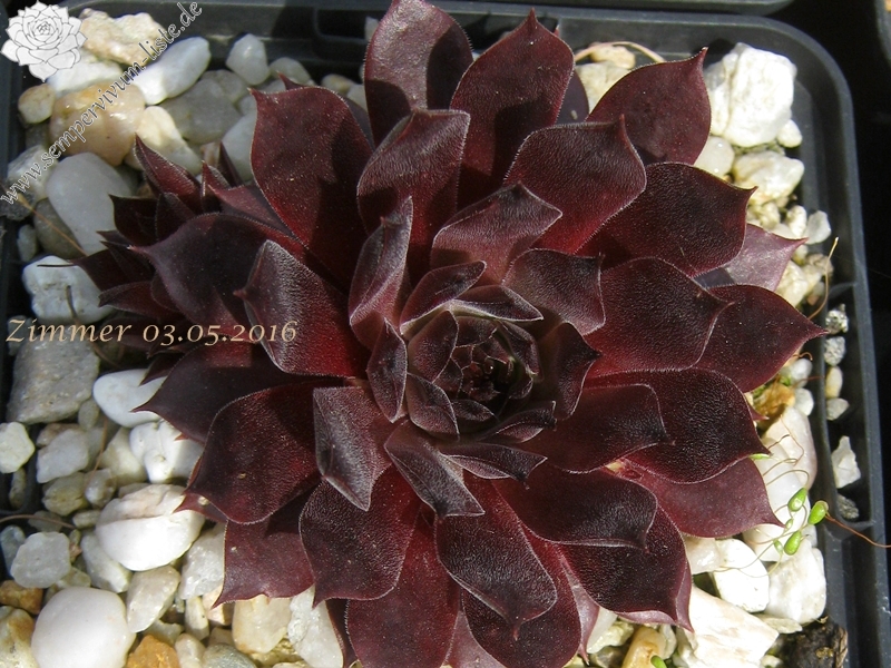 Pacific Evening Star