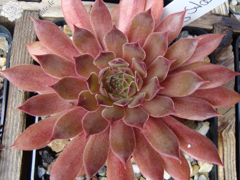 Pacific Evening Star