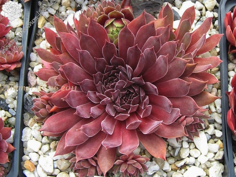 Pacific Evening Star