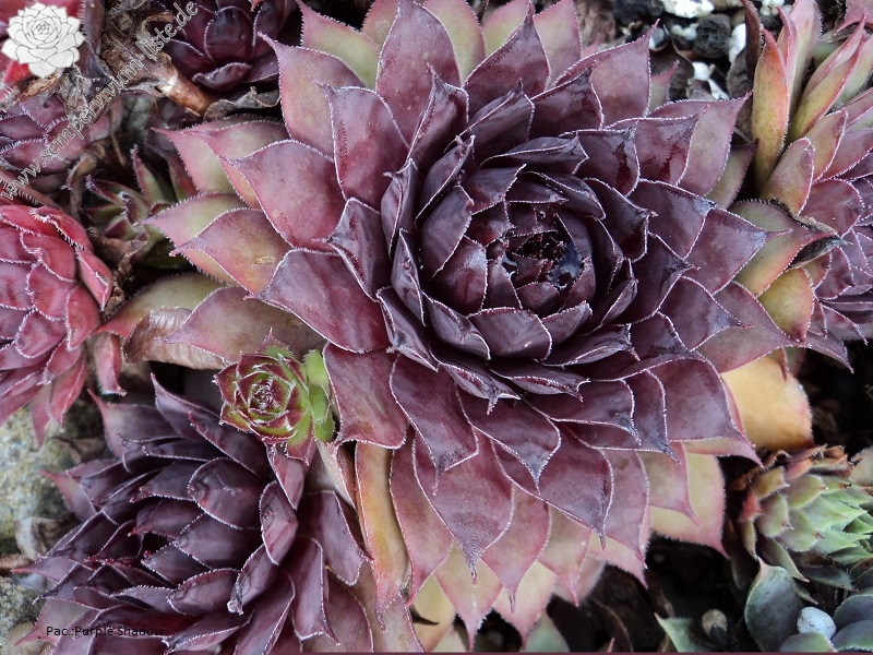 Pacific Purple Shadows