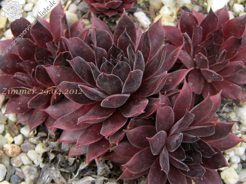 Pacific Evening Star