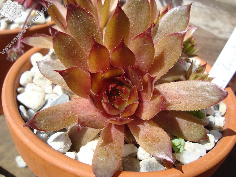 Red Korspel