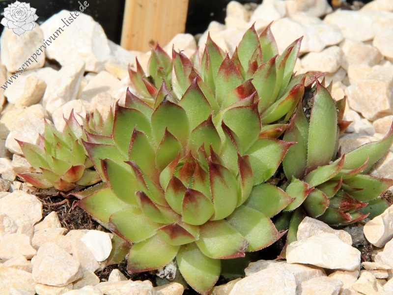 Spiny Havendijk